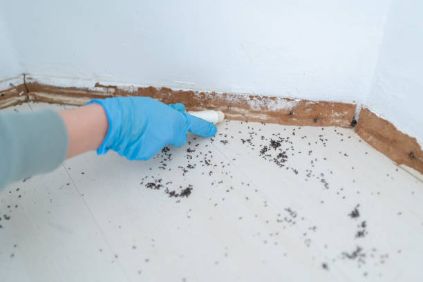 Professional Pest Control in Westlake, OH